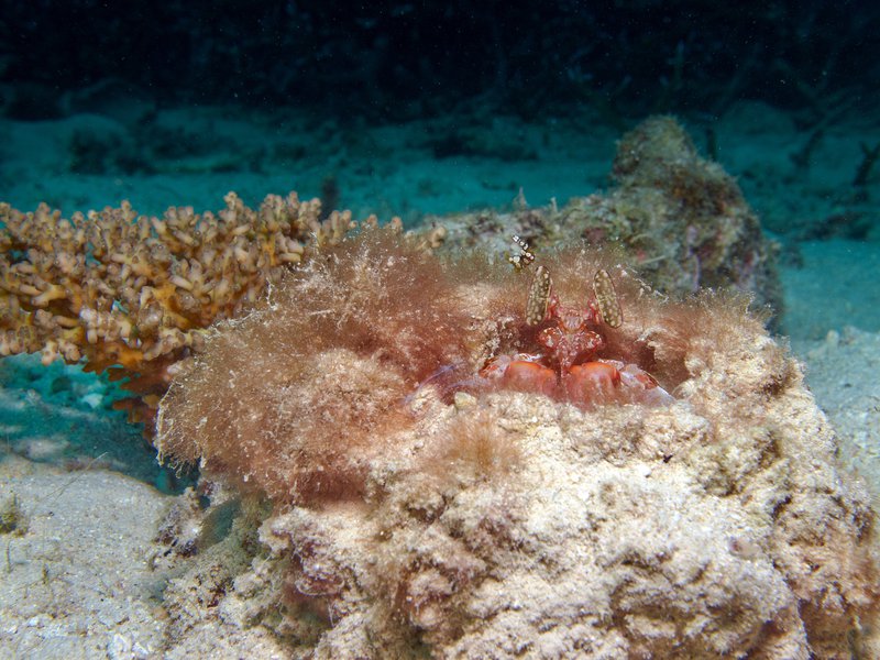 Spearing Mantis Shrimp, House Reef